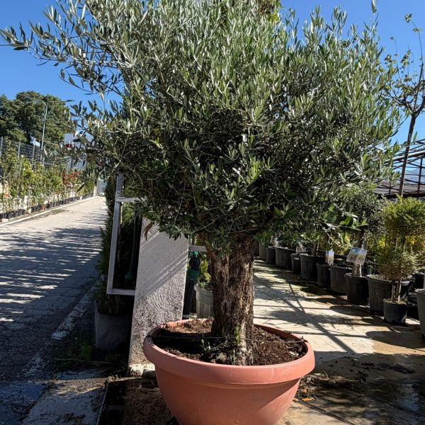 Olea europaea Bonsai 60/100 cm in tarrina da 160 litri