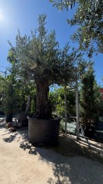 Olea europaea Bonsai 80/100 cm in contenitore da 230/285 litri