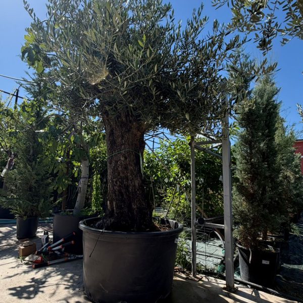 Olea europaea Bonsai 60/100 cm in contenitore Hojiblanca da 150/240 litri