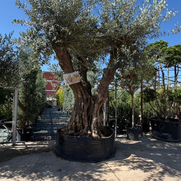Olea europaea Ramificata 180/200 cm P.V. Extra Malla