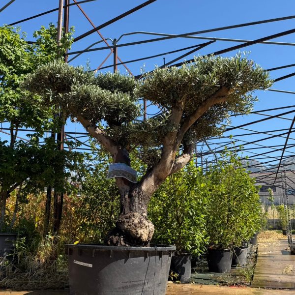 Olea europaea Pompon P.J. 230/ 285 LT