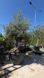 Olea europaea Bonsai 100/120 cm 375/ 500 LT - immagine 2