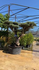 Olea europaea Pompon P.J. 230/ 285 LT - immagine 2