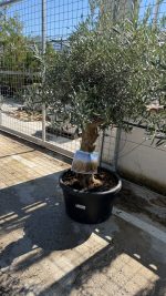 Olea europaea Bonsai 40/60 cm 100 litri