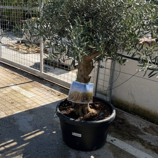 Olea europaea Bonsai 40/60 cm 100 litri