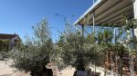 Olea europaea Bonsai Doble Mediano Malla - immagine 3
