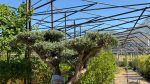 Olea europaea Pompon P.J. 230/ 285 LT - immagine 3