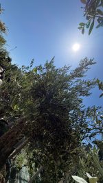Olea europaea Bonsai 80/100 cm in contenitore da 230/285 litri - immagine 3