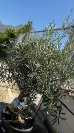 Olea europaea Bonsai 40/60 cm 100 litri - immagine 2