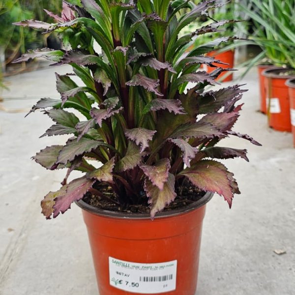 LOBELIA SPECIOSA STARSHIP ROSA V15