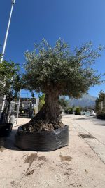 Olea europea Lechin 120/150 cm Malla