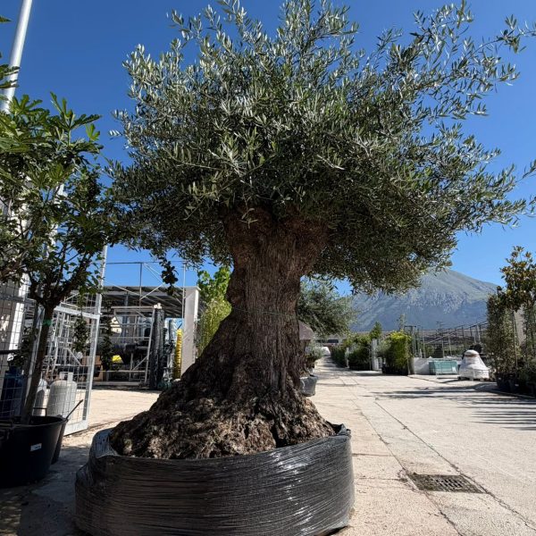 Olea europea Lechin 120/150 cm Malla
