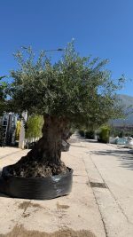 Olea europea Lechin 120/150 cm Malla - immagine 2