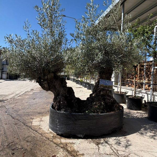 Olea europaea Bonsai Doble Mediano Malla