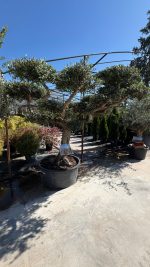 Olea Europea PomPon P.V 230/285 LT