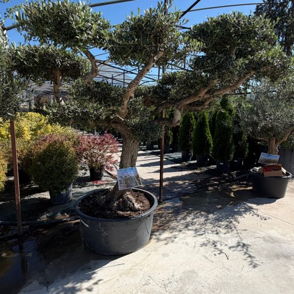 Olea Europea PomPon P.V 230/285 LT