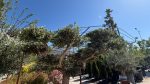 Olea Europea PomPon P.V 230/285 LT - immagine 3