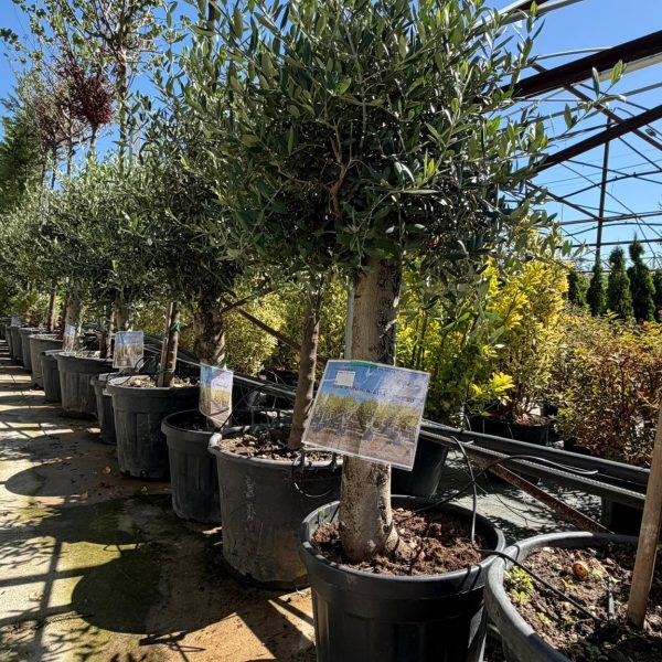 Olea europea copa 45 LTS