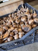 Bulbi di zafferano - CROCUS SATIVUS