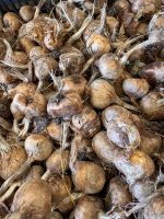 Bulbi di zafferano - CROCUS SATIVUS - immagine 2