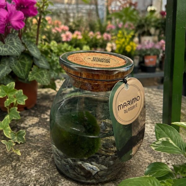Alga Marimo - Alga palla - Aegagropila linnaei