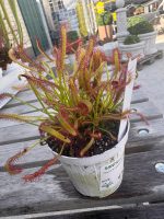 Pianta carnivora Drosera capensis
