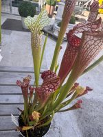Pianta carnivora Sarracenia x areolata