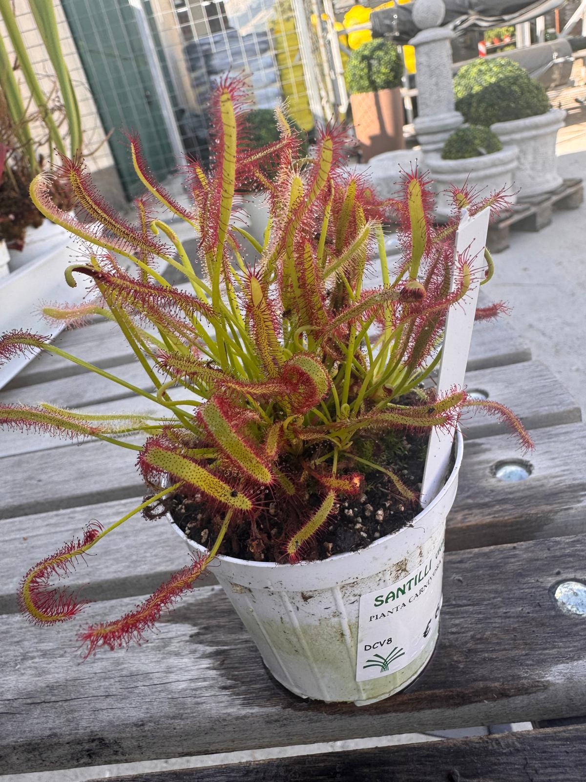 FOTO 1 Pianta carnivora Drosera capensis - immagine 1