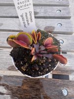Pianta carnivora Dionaea muscipula "GOLD STRIKE" - immagine 2