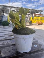 Pianta carnivora Dionaea muscipula "DENTI CORTI" - immagine 3