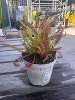 Pianta carnivora Drosera capensis - immagine 3