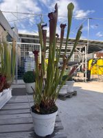 Pianta carnivora Sarracenia x areolata - immagine 3