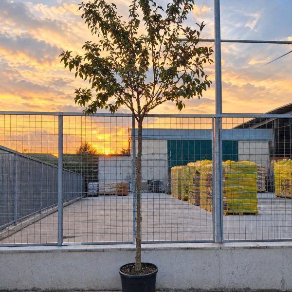 PRUNUS SERR.KANZAN Ct.16-18 VASO