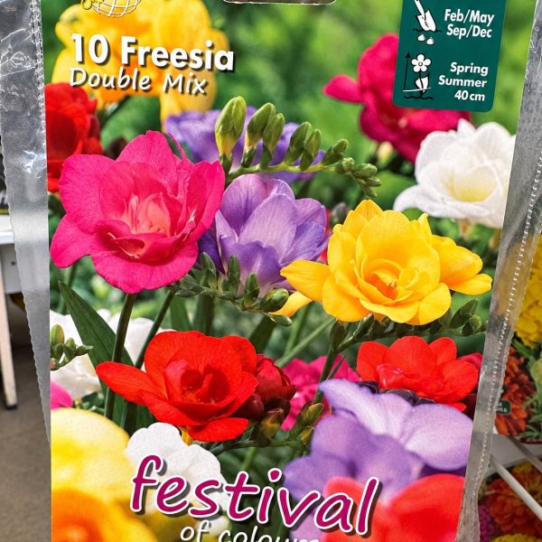 Bulbi fiore - Fresia doppia in miscuglio - Freesia double mix