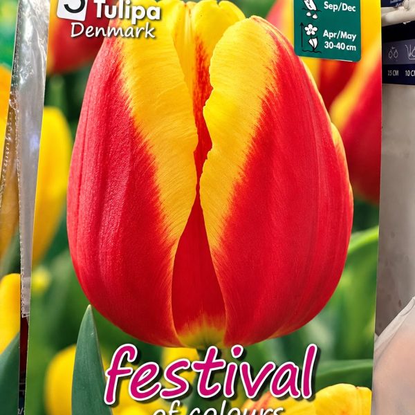 Bulbi fiore - Tulipano Denmark - Tulipa denmark