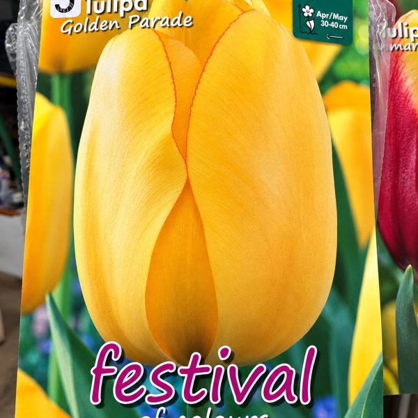 Bulbi fiore - Tulipano parata dorata - Tulipa golden parade
