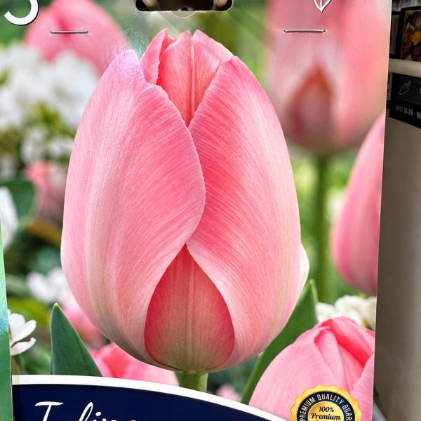 Bulbi fiore - Tulipano Triumph Mystic Van Eijk